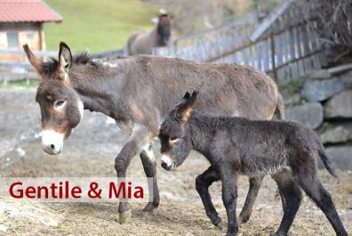 Our donkeys, Gentile & Mia