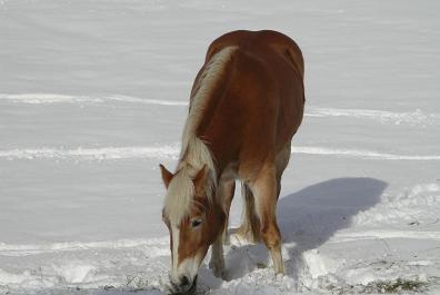 Horses are also very happy out in the snow