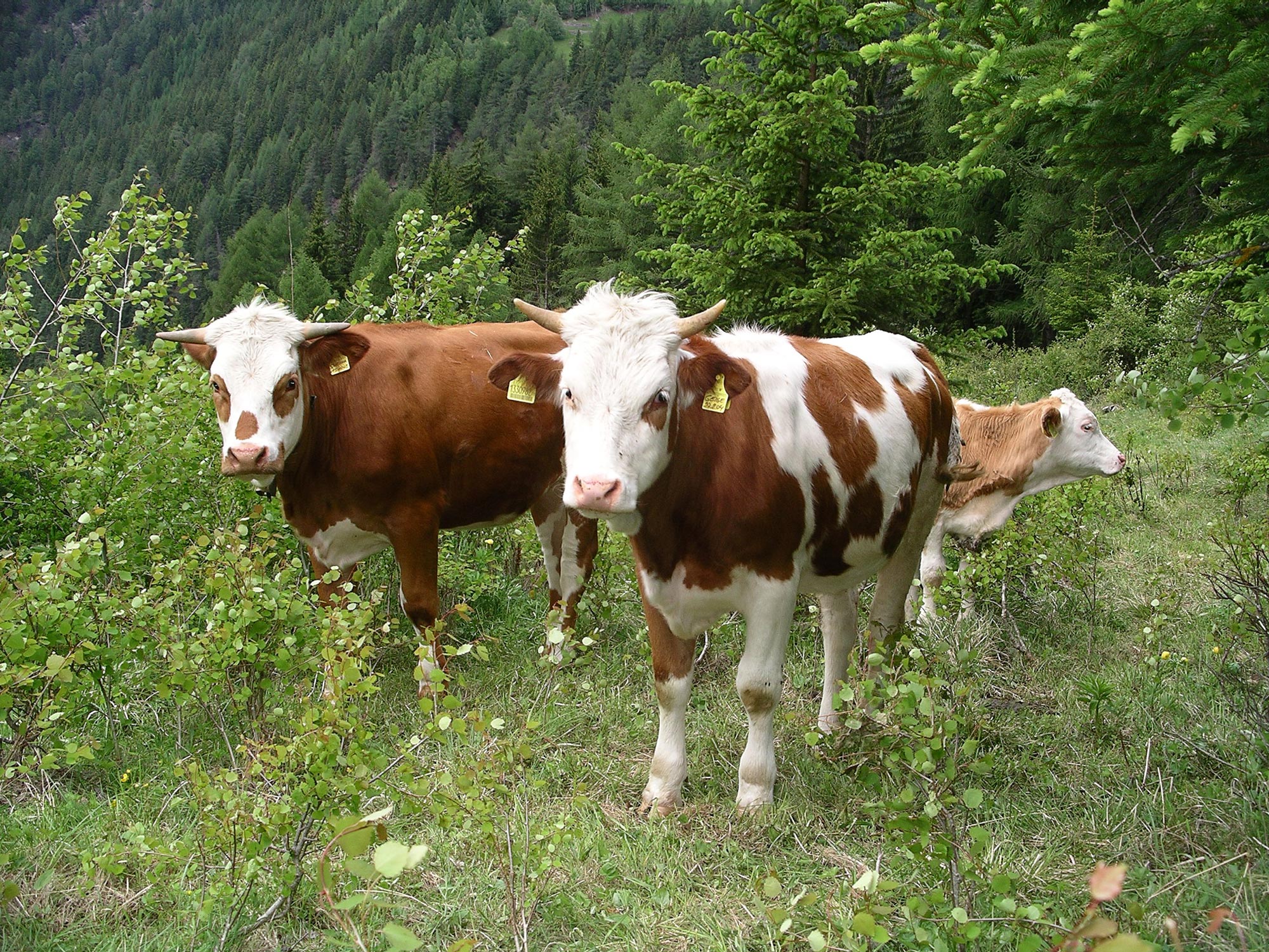 Kühe am Bacherhof