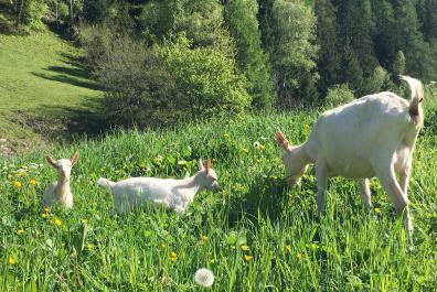 goats at the Bacherhof