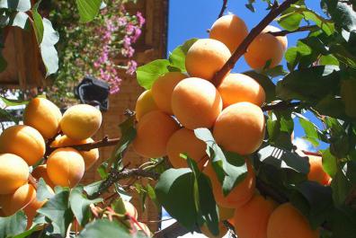 Obstbäume im alpinen Raum