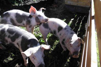 Unsere glücklichen Schweine im Freiluftstall