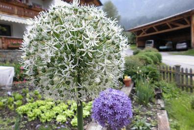 Farmhouse garden