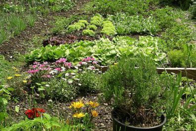 Orto delle erbe e delle verdure al maso Bacher