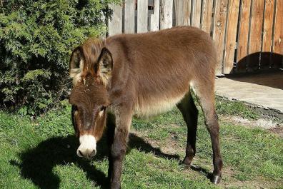 Gentile, our female donkey