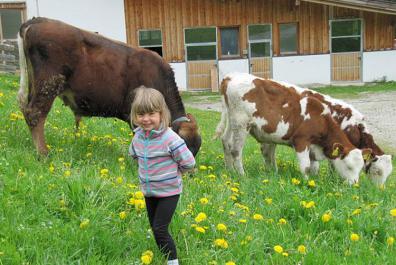 Cows at the Leitenhof