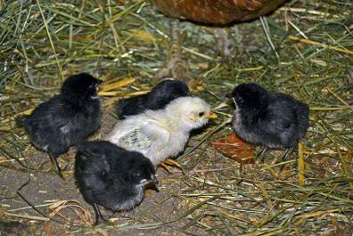 Chickens at the Bacherhof