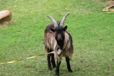 Unser Ziegenbock