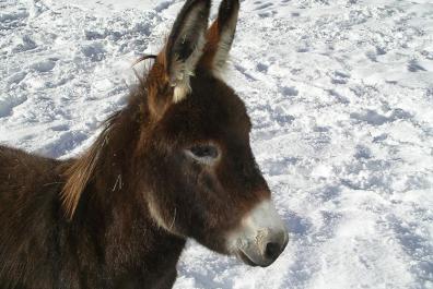 Our donkey, Gentile