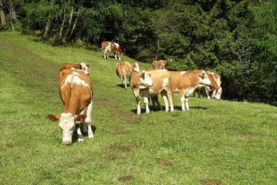 Cows on the pasture