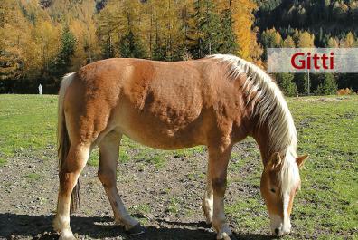 Gitti, la cavalla di razza Haflinger