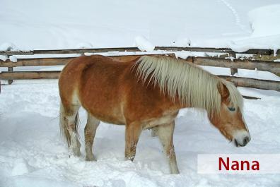 Nana, la cavalla di razza Haflinger