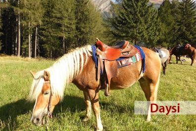 Daysi, la cavalla di razza Haflinger