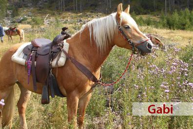 Haflinger mare, Gabi