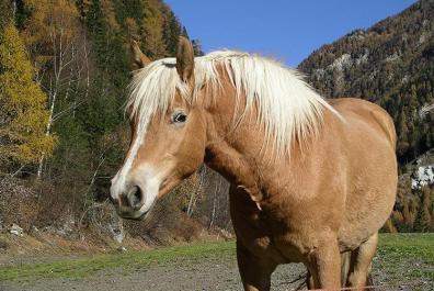 Horses out on the pasture