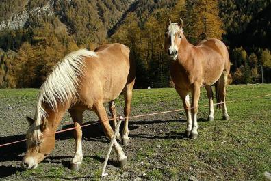 I nostri cavalli al pascolo