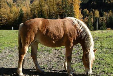 I nostri cavalli di razza Haflinger