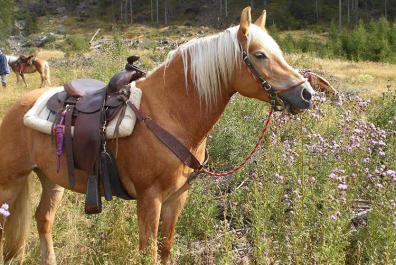 Our Haflinger mare, Gabi