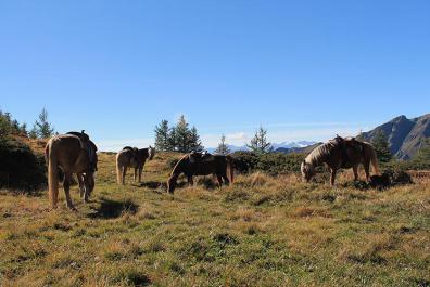 Vacanza al maso con maneggio in Val di Vizze