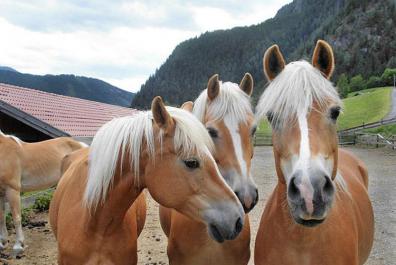 Cavalli di razza Haflinger del maso Bacher