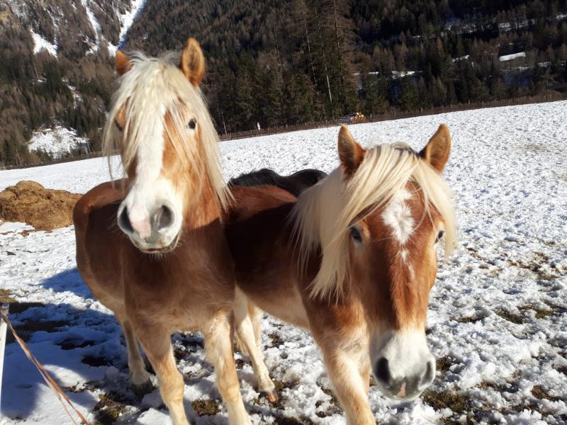 Haflinger walter und Blanco