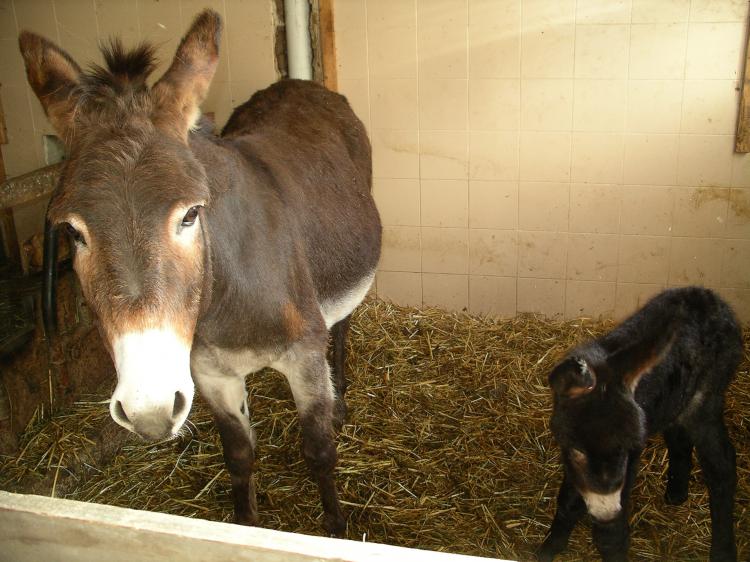 Donkeys