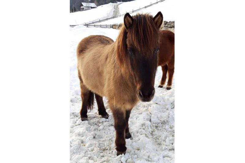 Islan horse Kjartni