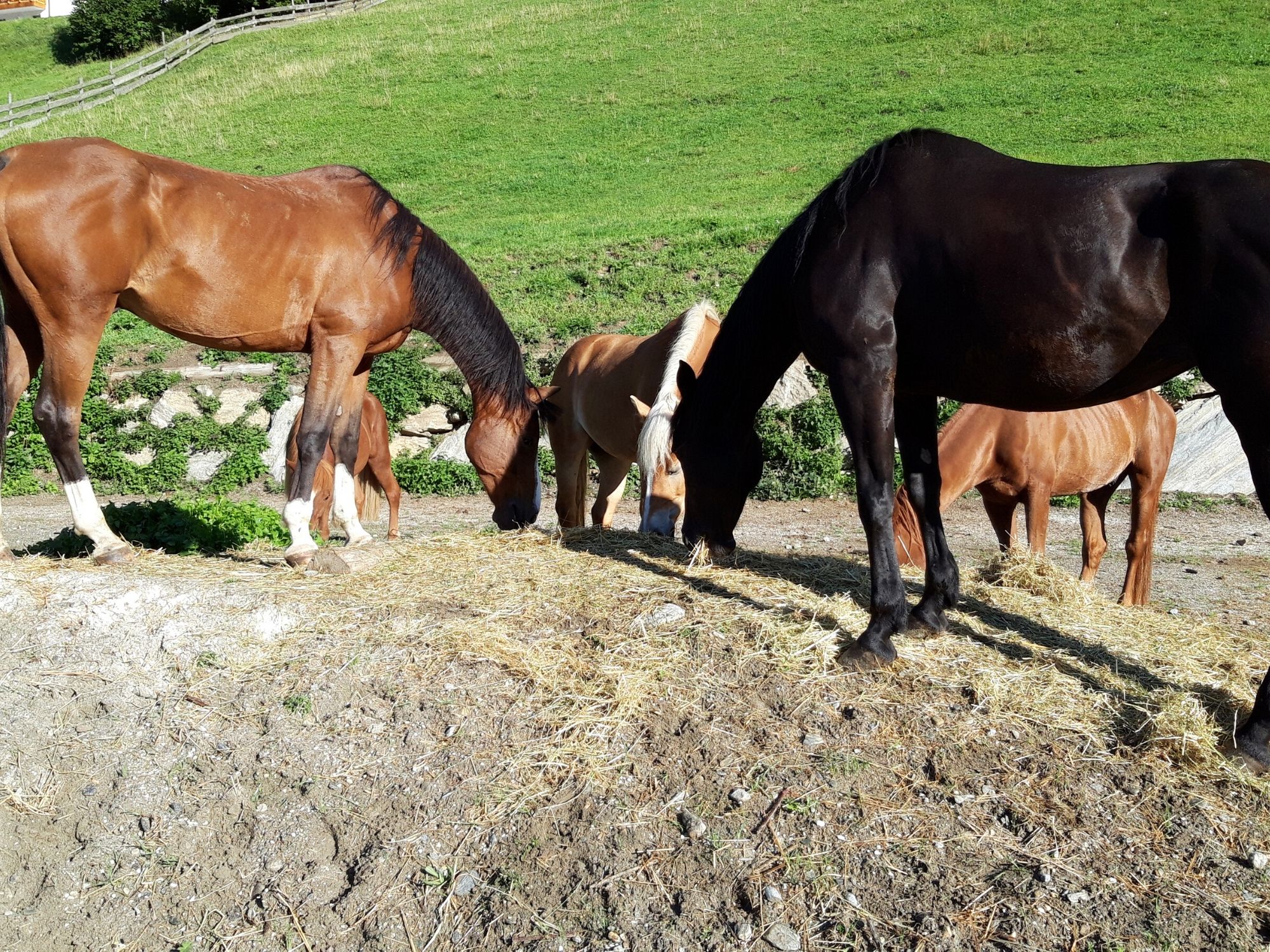 All-day trail rides in Pfitschertal, Sterzing