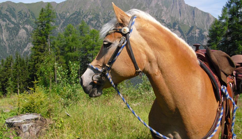 Pferd