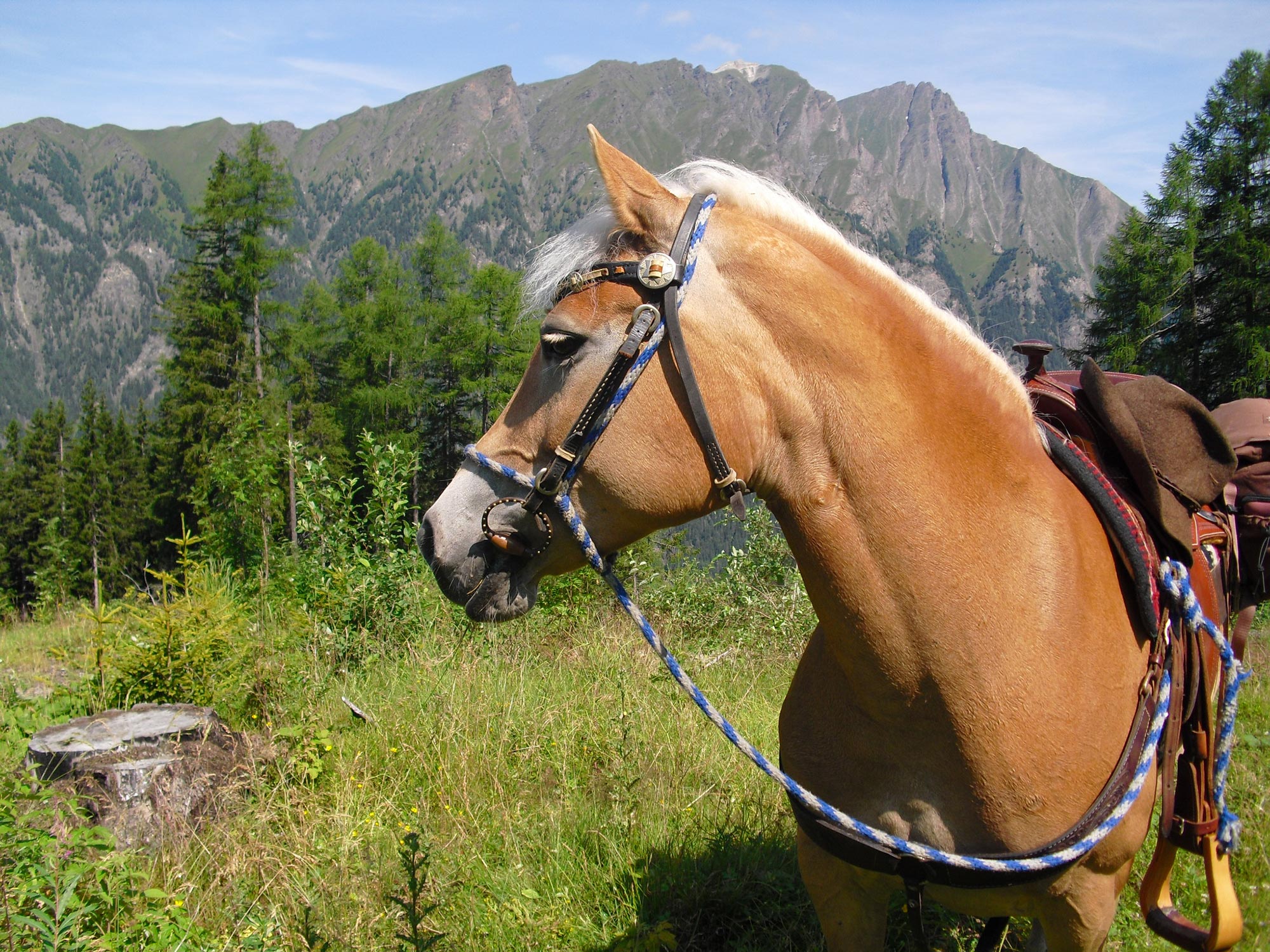 Uscita guidata a cavallo di mezza giornata in Val di Vizze 