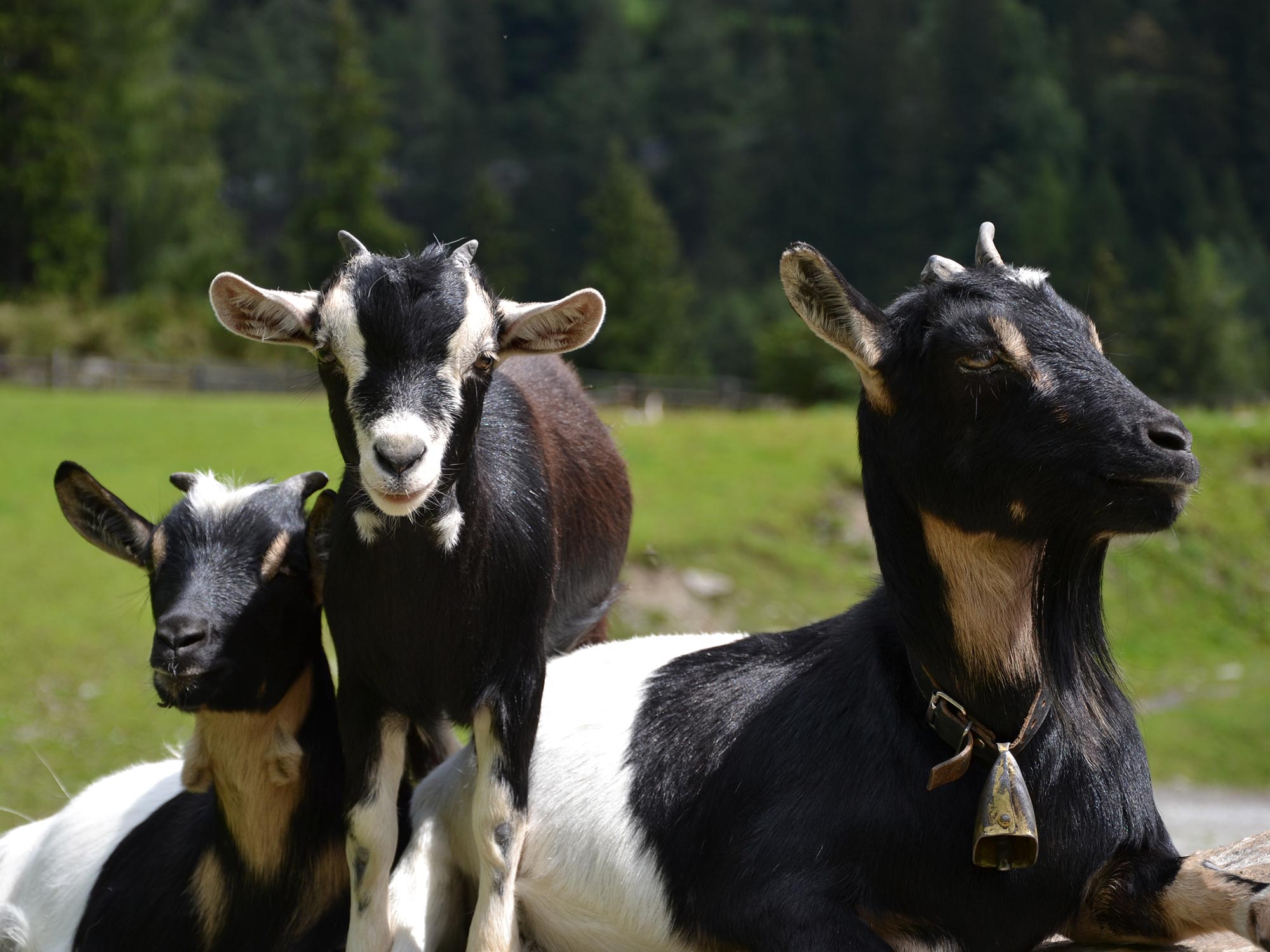 Bacher Farm in Pfitsch near Sterzing