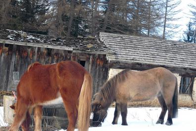 Kjartni & Skjanni im Schnee