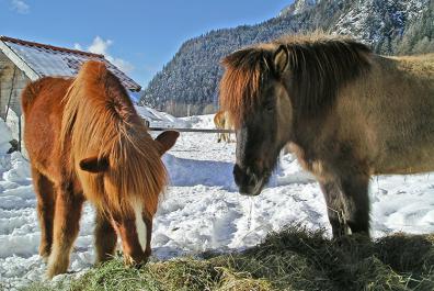 Kjartni & Skjanni feeding outdoors