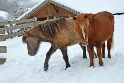 Kjartni & Skjanni freuen sich über den frischen Schnee